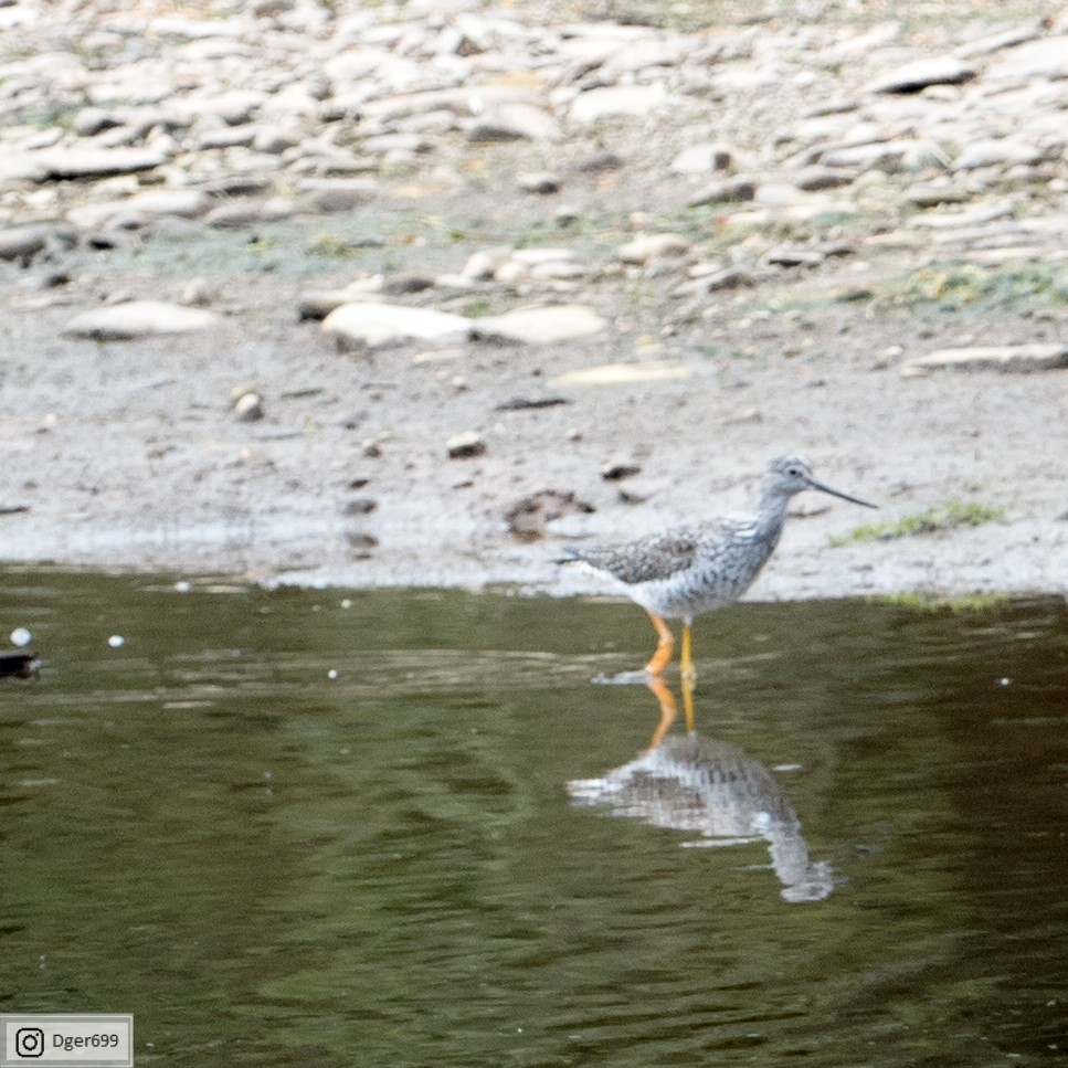 Greater Yellowlegs - Dorothy A Grecco