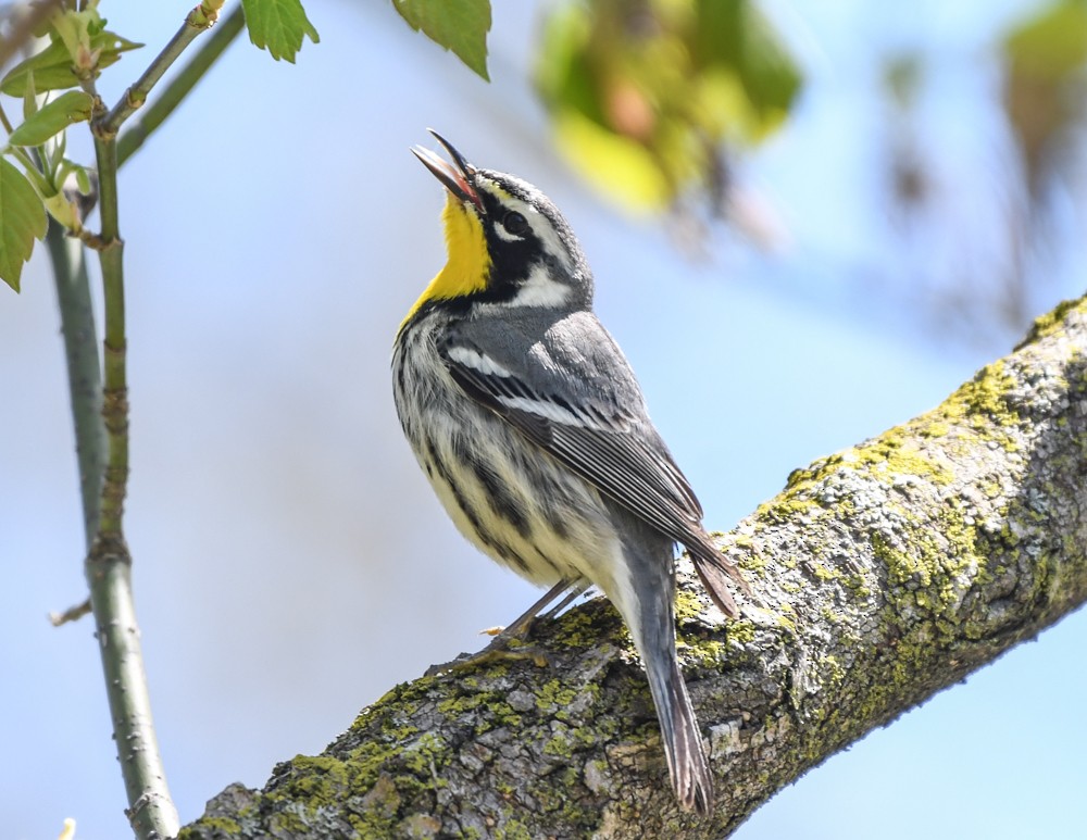 Yellow-throated Warbler - josh Ketry