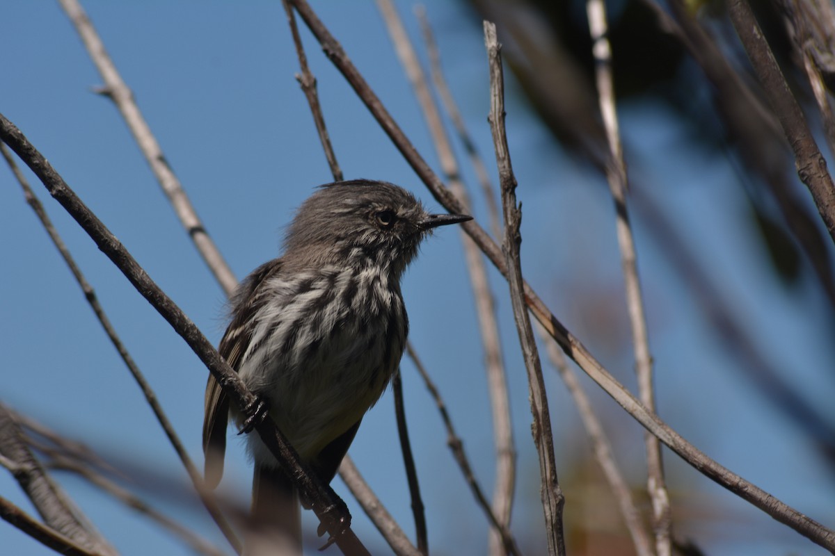 Juan Fernandez Tit-Tyrant - ML157197971