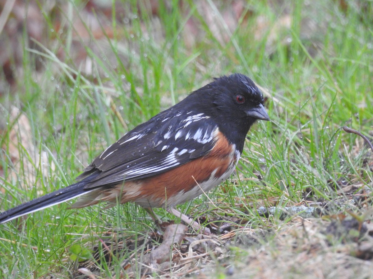 Spotted x Eastern Towhee (hybrid) - ML157198101