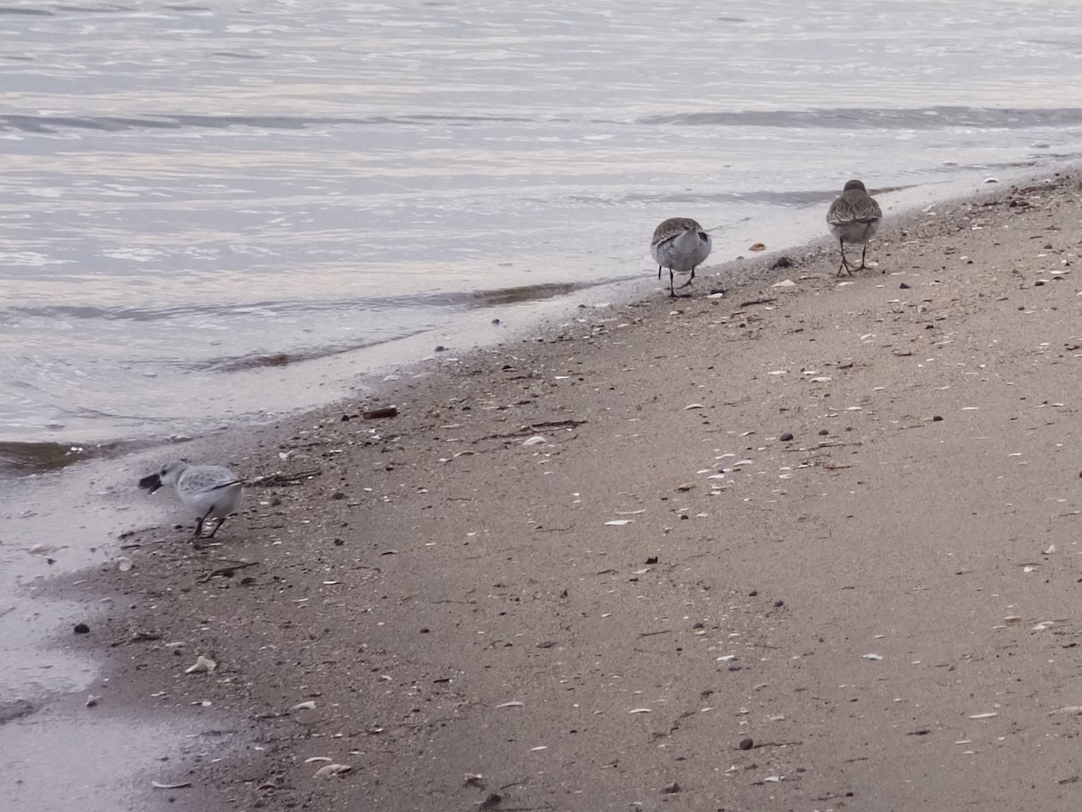 Sanderling - Kai Sheffield