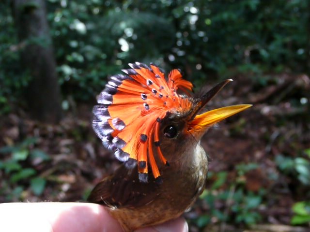 Tropical Royal Flycatcher - ML157198771