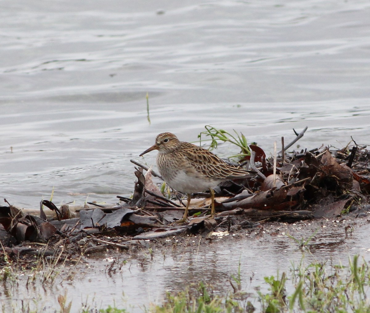 Pectoral Sandpiper - ML157198931