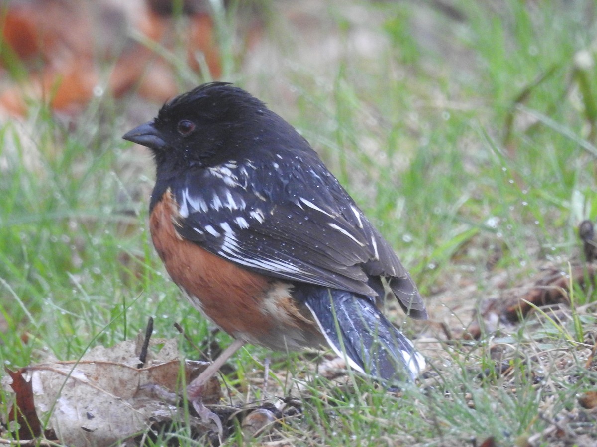Spotted x Eastern Towhee (hybrid) - ML157199361