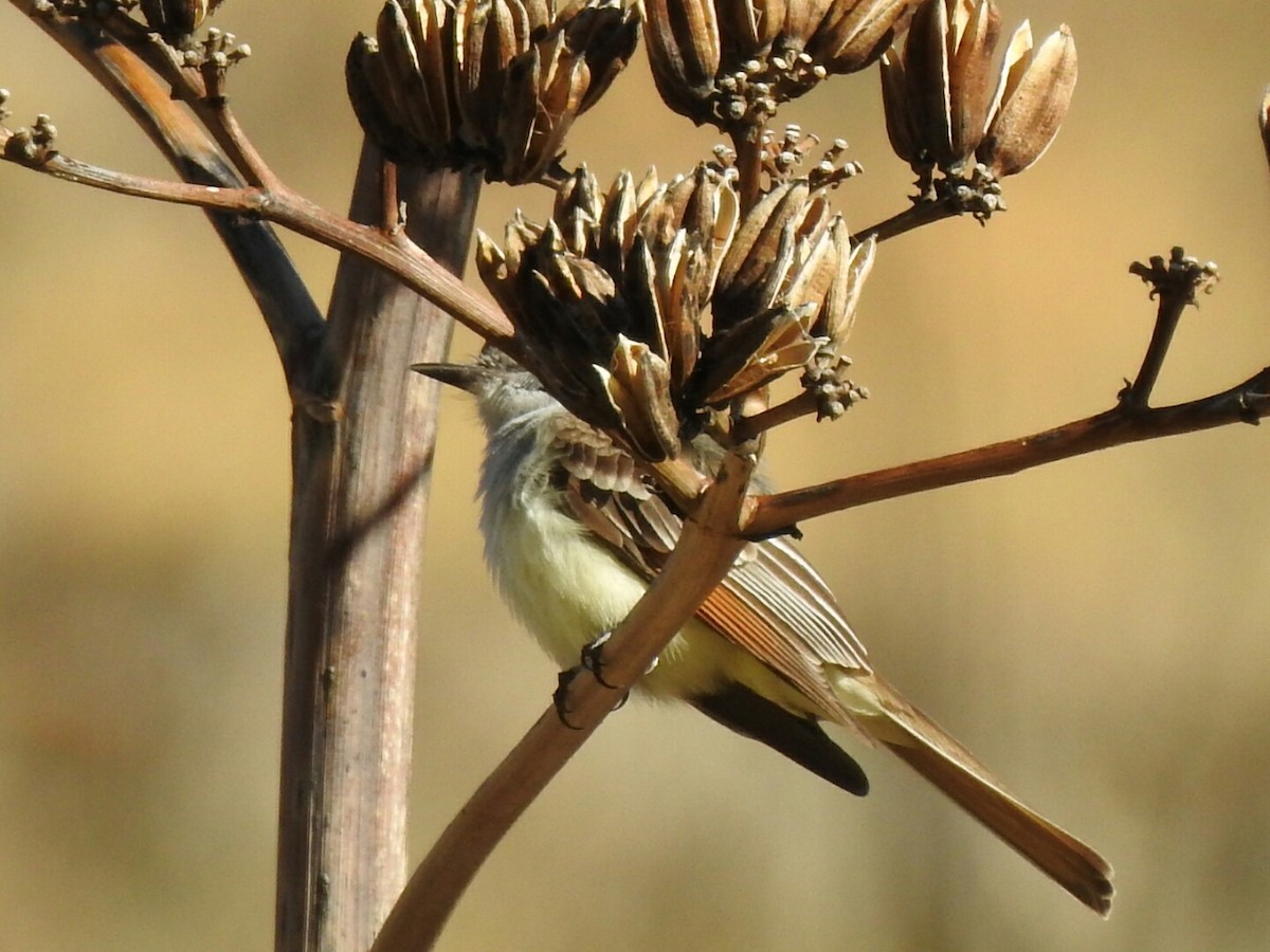 Ash-throated Flycatcher - ML157199901