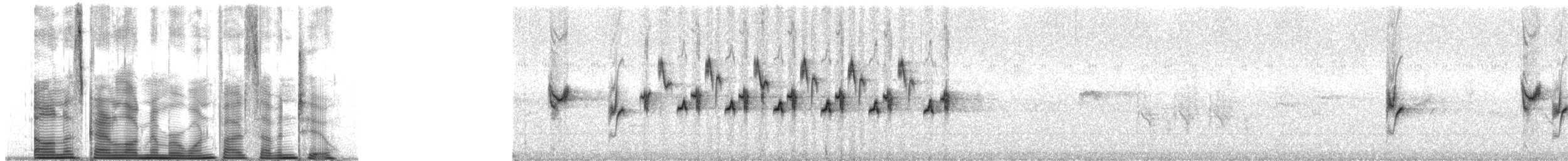 Doppelband-Nektarvogel - ML1572