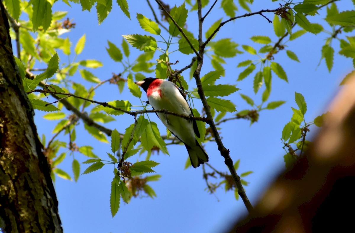 Rose-breasted Grosbeak - ML157200171