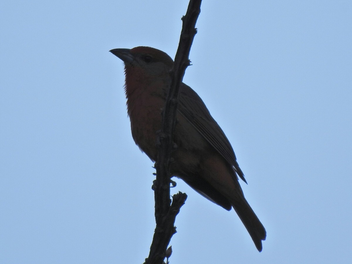 Hepatic Tanager - ML157200741