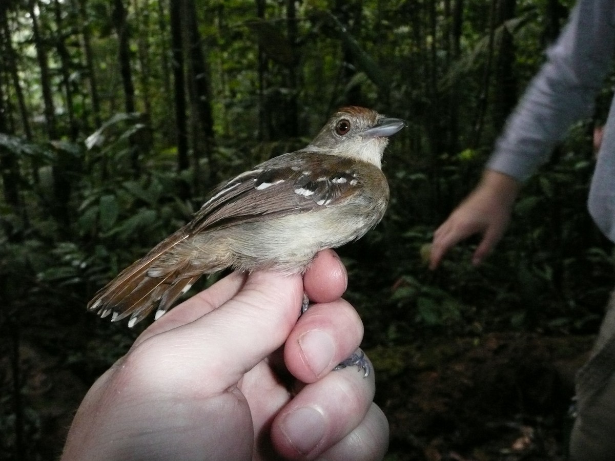 Northern Slaty-Antshrike - ML157200821