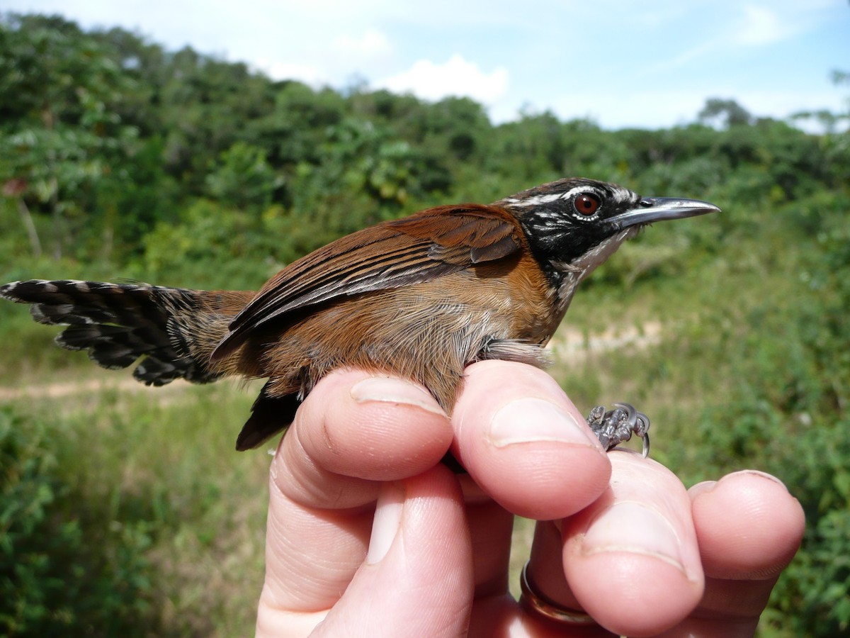 Troglodyte coraya - ML157201071