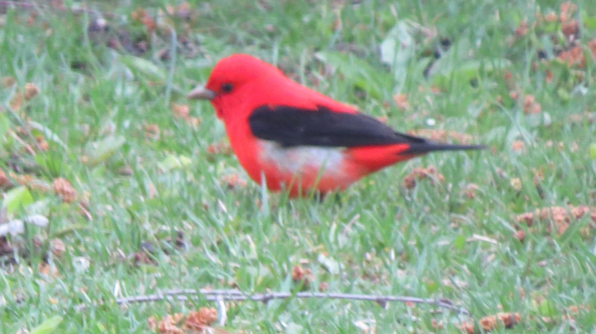 Scarlet Tanager - ML157202471