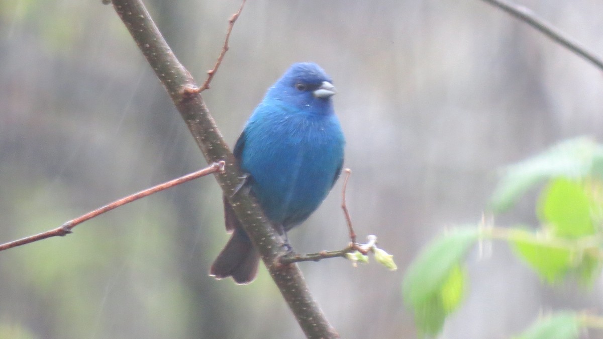 Indigo Bunting - ML157203081