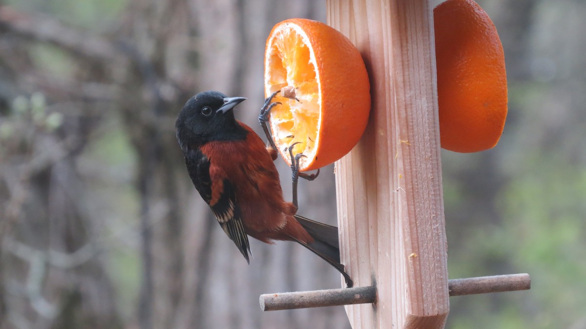Orchard Oriole - ML157203401