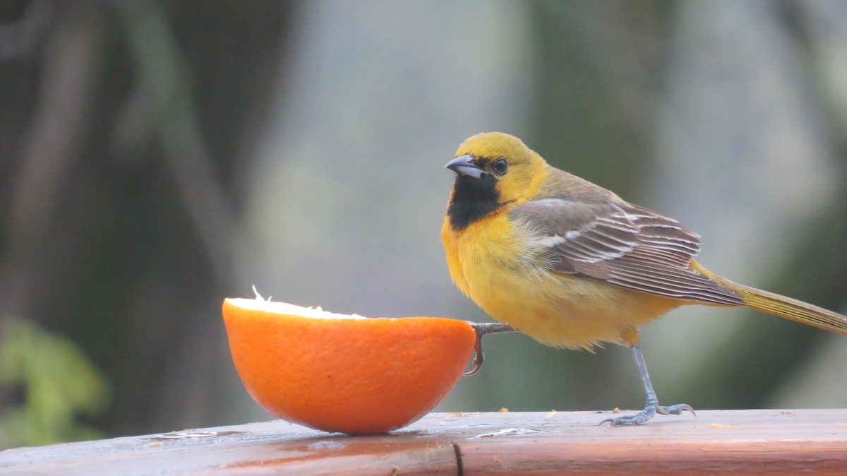 Orchard Oriole - ML157203411