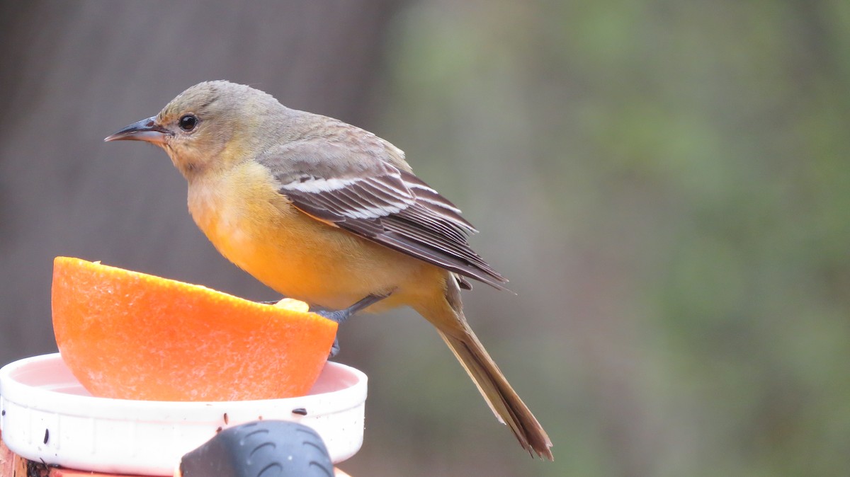 Orchard Oriole - ML157203421