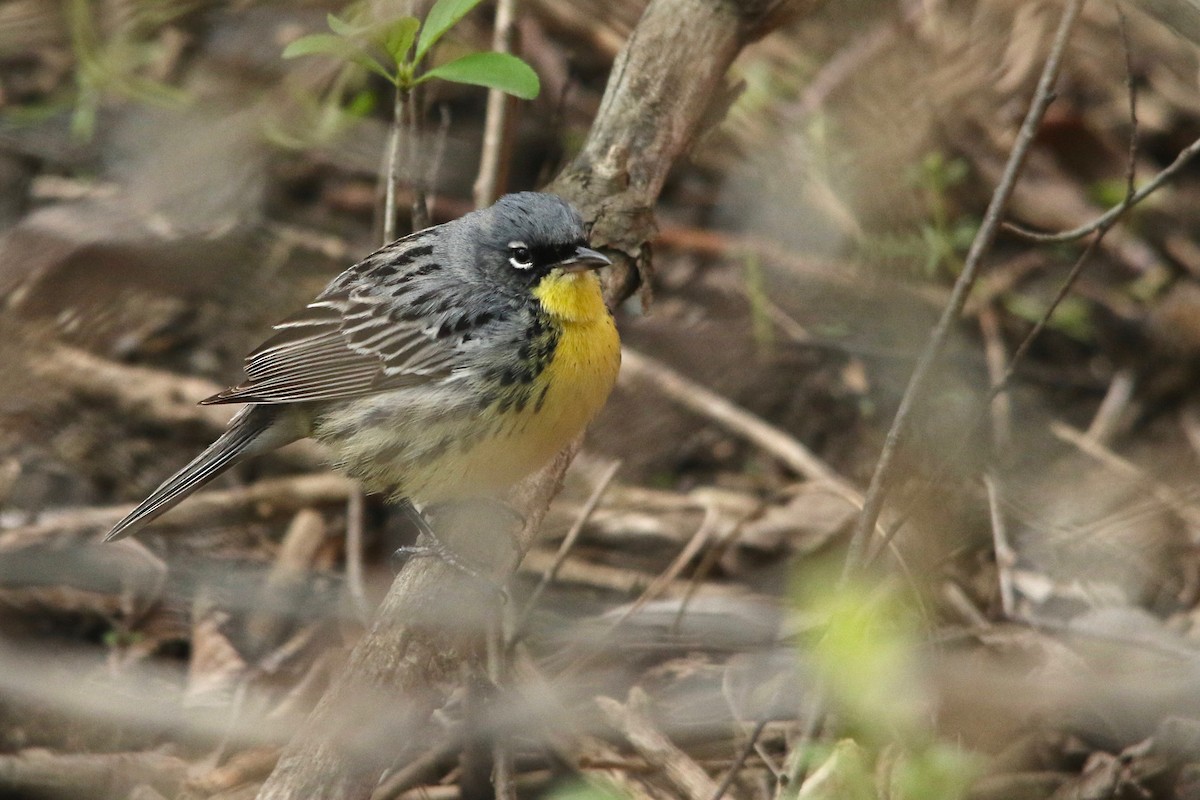 Kirtland's Warbler - ML157203781