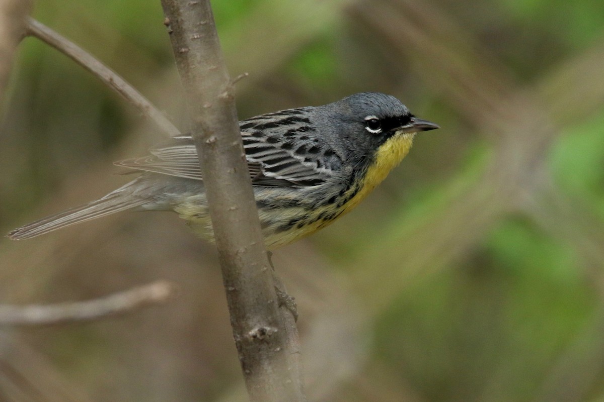 Kirtland's Warbler - ML157203881