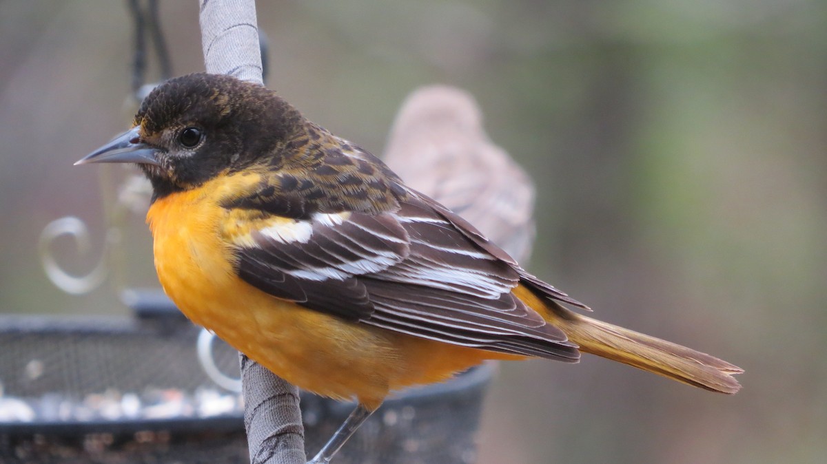 Baltimore Oriole - ML157203951