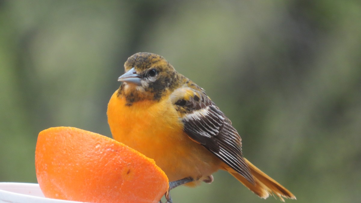 Baltimore Oriole - ML157204001