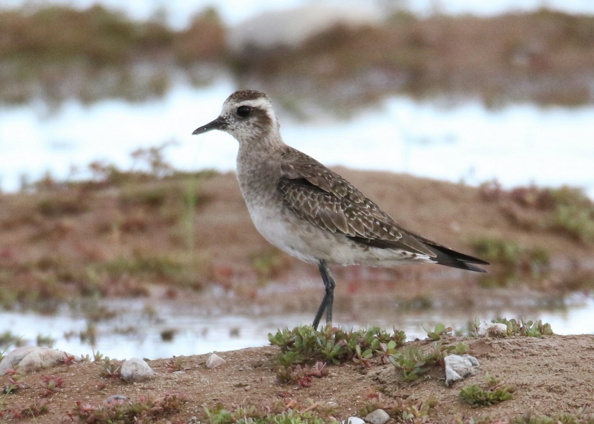 American Golden-Plover - Louis Hoeniger