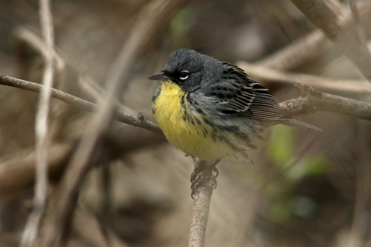 Kirtland's Warbler - ML157204061