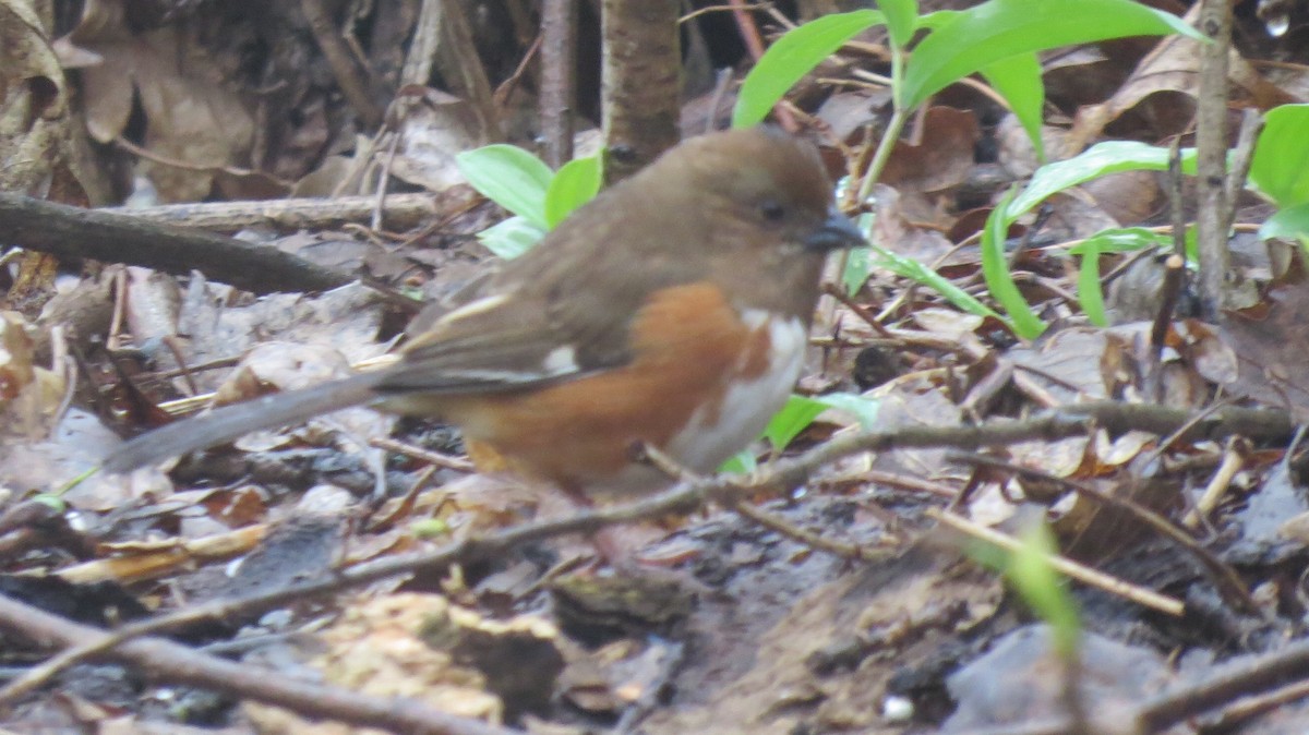 Eastern Towhee - Carrie Williams