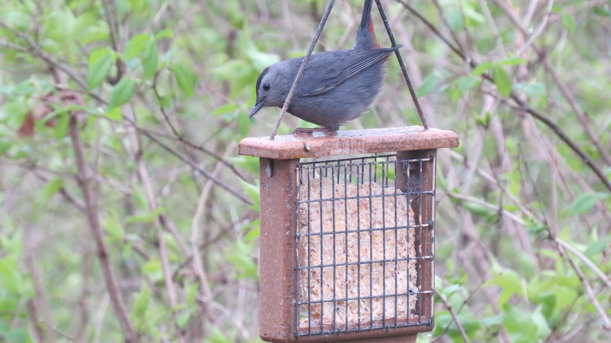 Gray Catbird - ML157204751