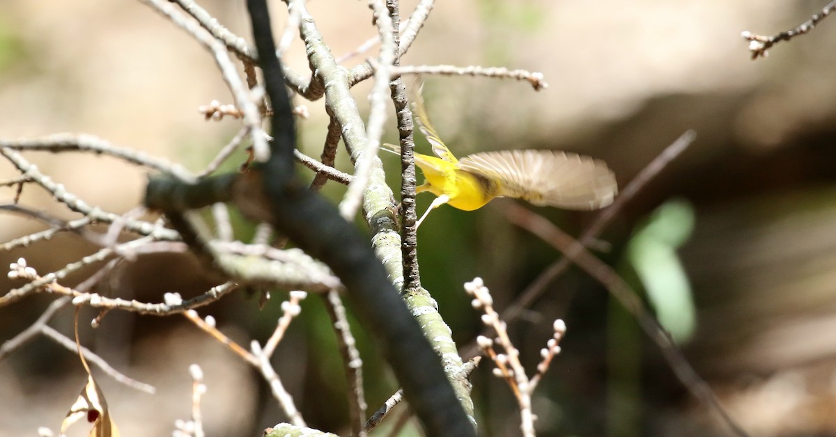 Hooded Warbler - ML157204931