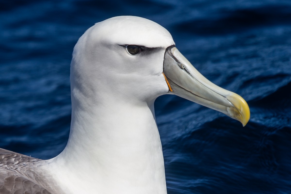 White-capped Albatross - Ramit Singal