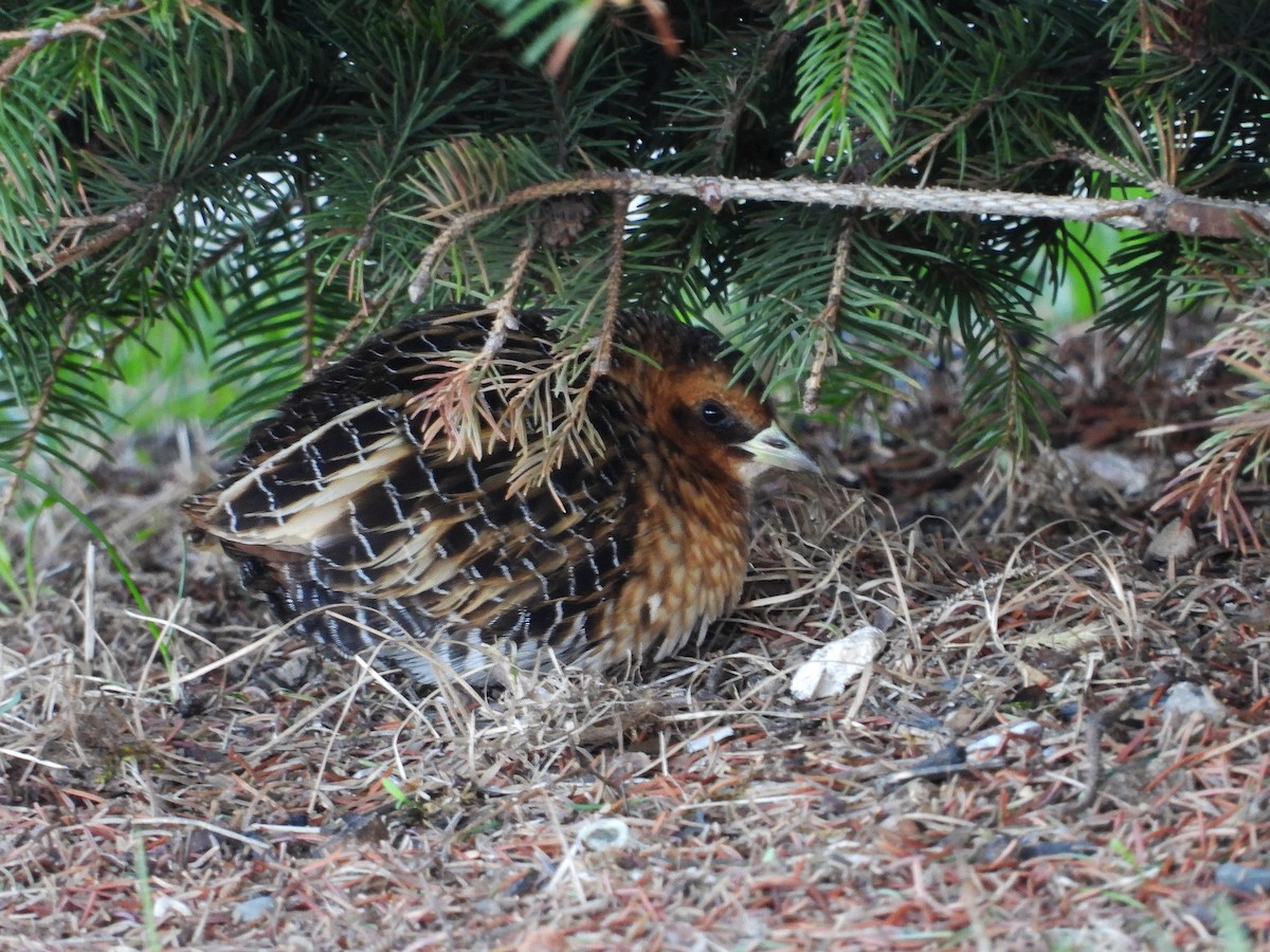 Yellow Rail - ML157205671