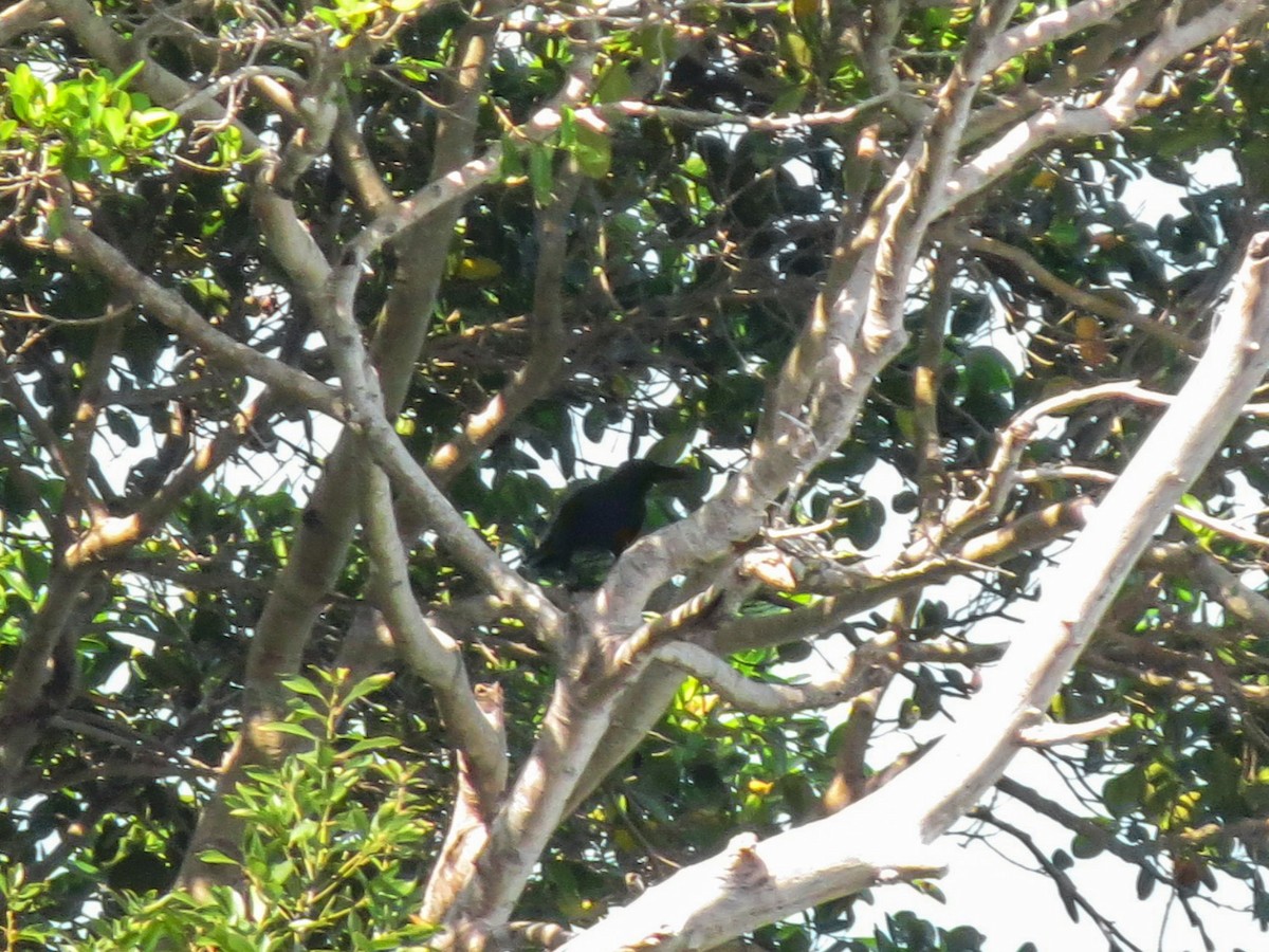 Large-billed Crow - ML157205791