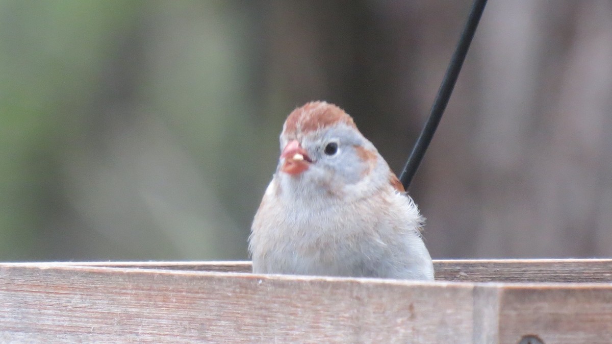 Field Sparrow - ML157206351