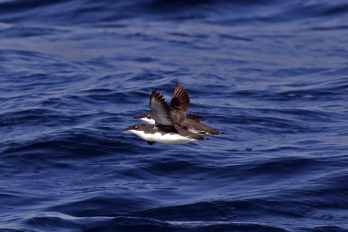 Scripps's Murrelet - David McQuade