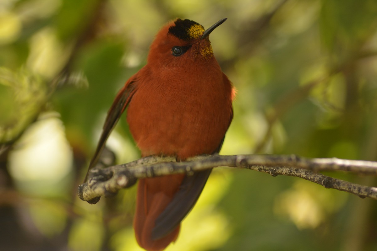 kolibřík fernandezský - ML157207671