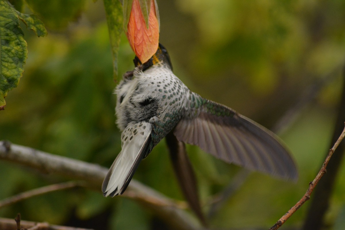 kolibřík fernandezský - ML157207811