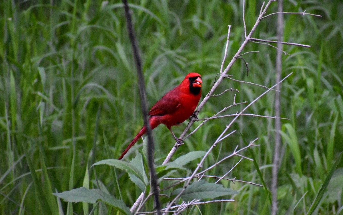 Cardinal rouge - ML157207951