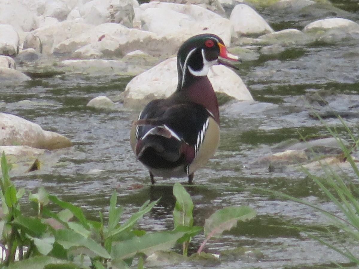 Wood Duck - ML157209561