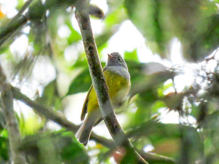 Gray-headed Canary-Flycatcher - ML157209791