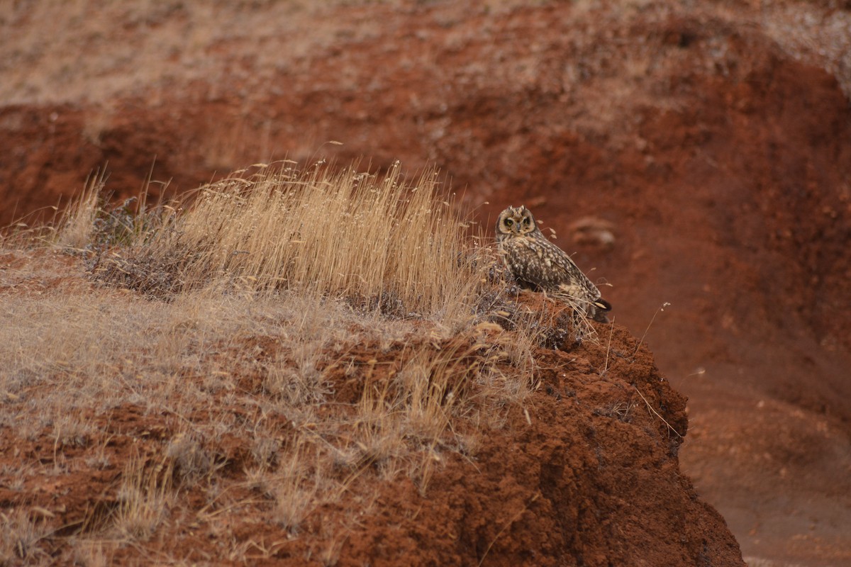 Short-eared Owl - ML157210081