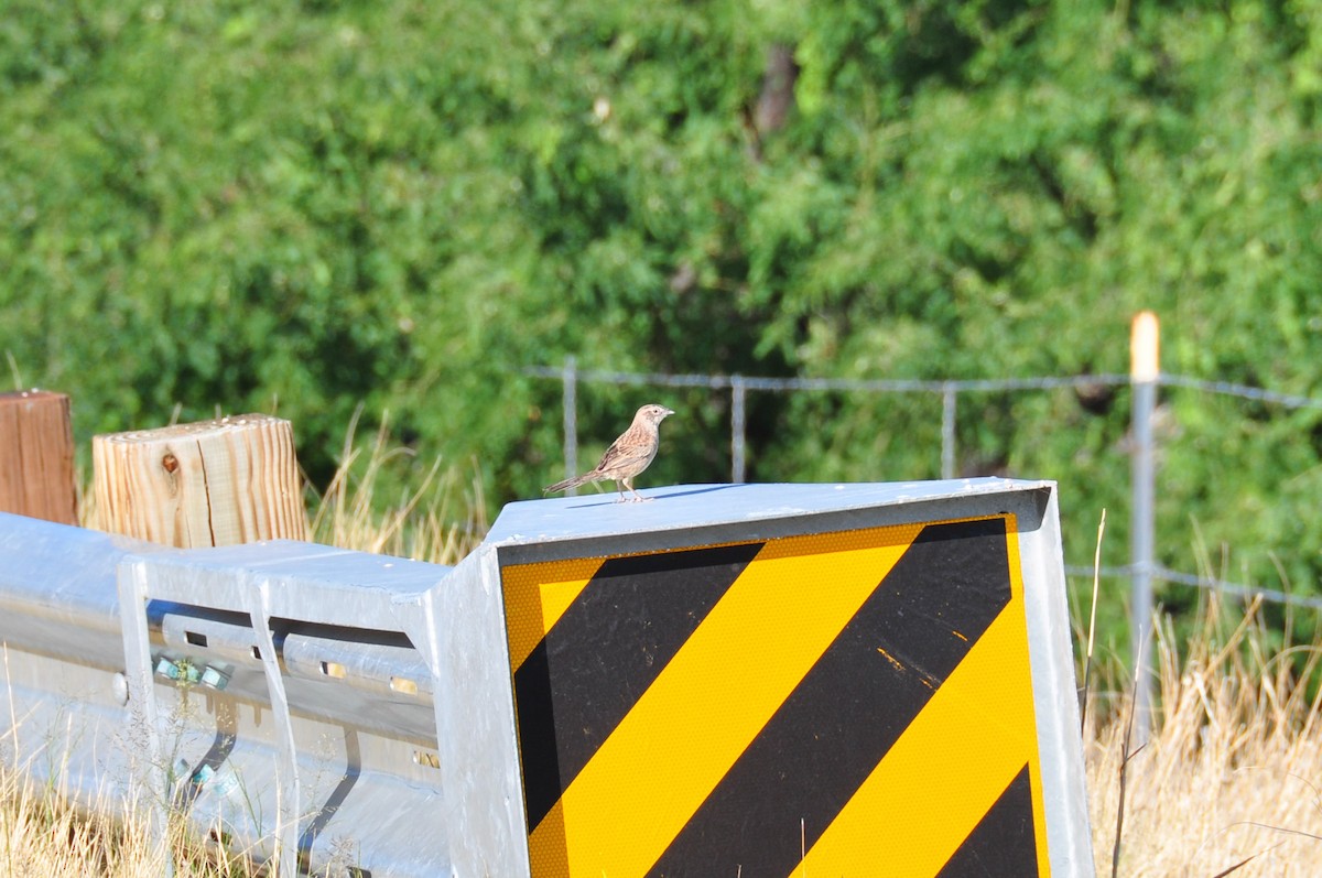 Botteri's Sparrow - ML157210091