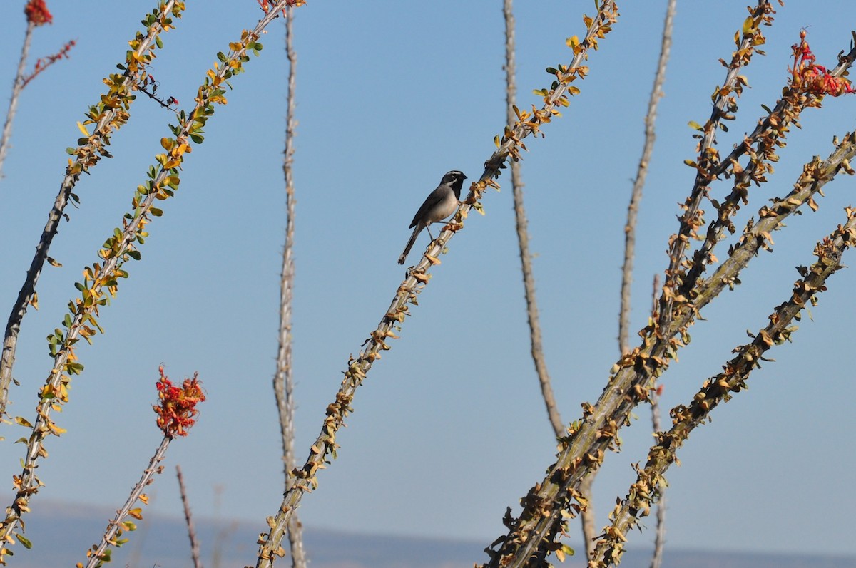 Black-throated Sparrow - ML157210111