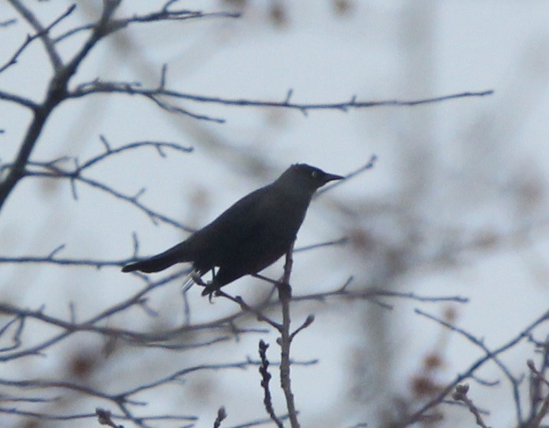 Rusty Blackbird - ML157211701