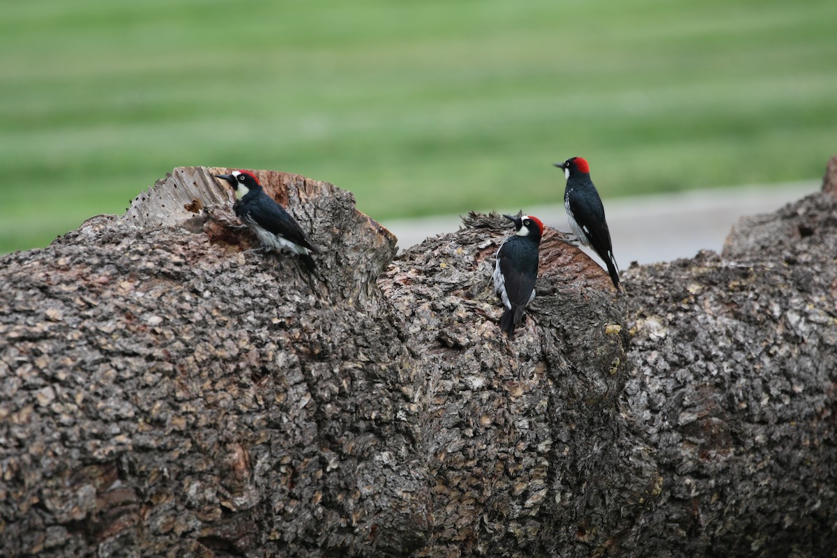 Acorn Woodpecker - Roger Woodruff