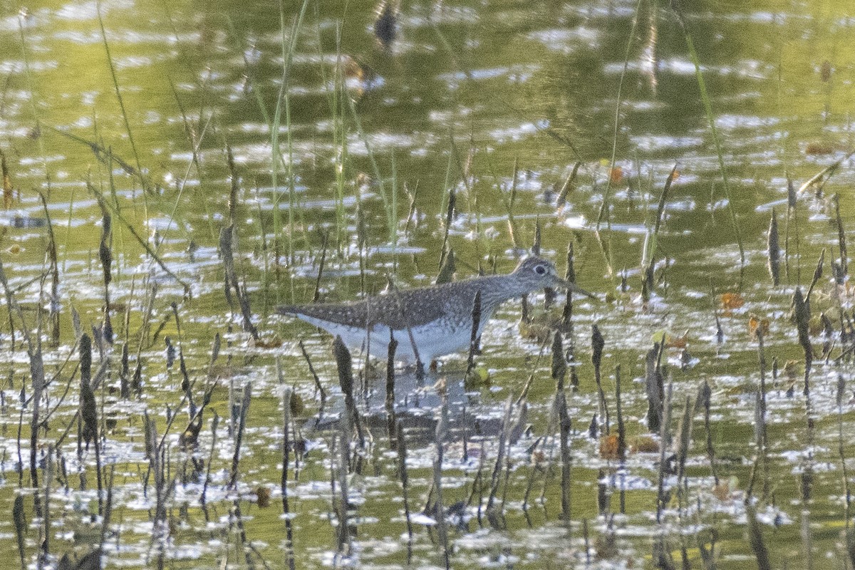 Solitary Sandpiper - ML157214691