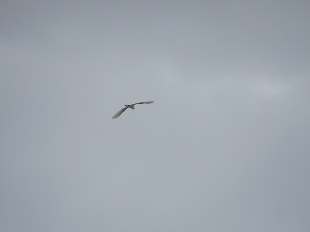 Great Egret - ML157215471