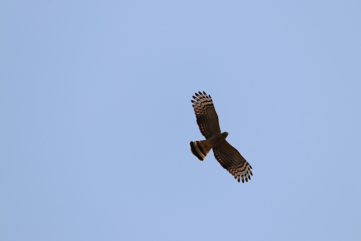 Hook-billed Kite - Eddie Polanco