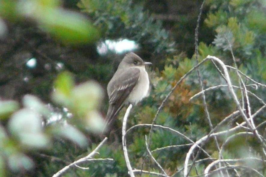 Western Wood-Pewee - Daniel Scali