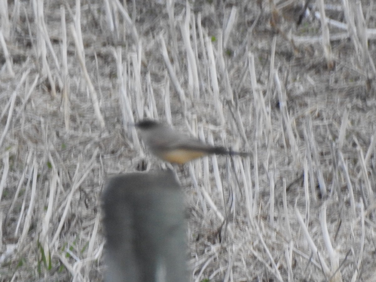 Say's Phoebe - ML157216831