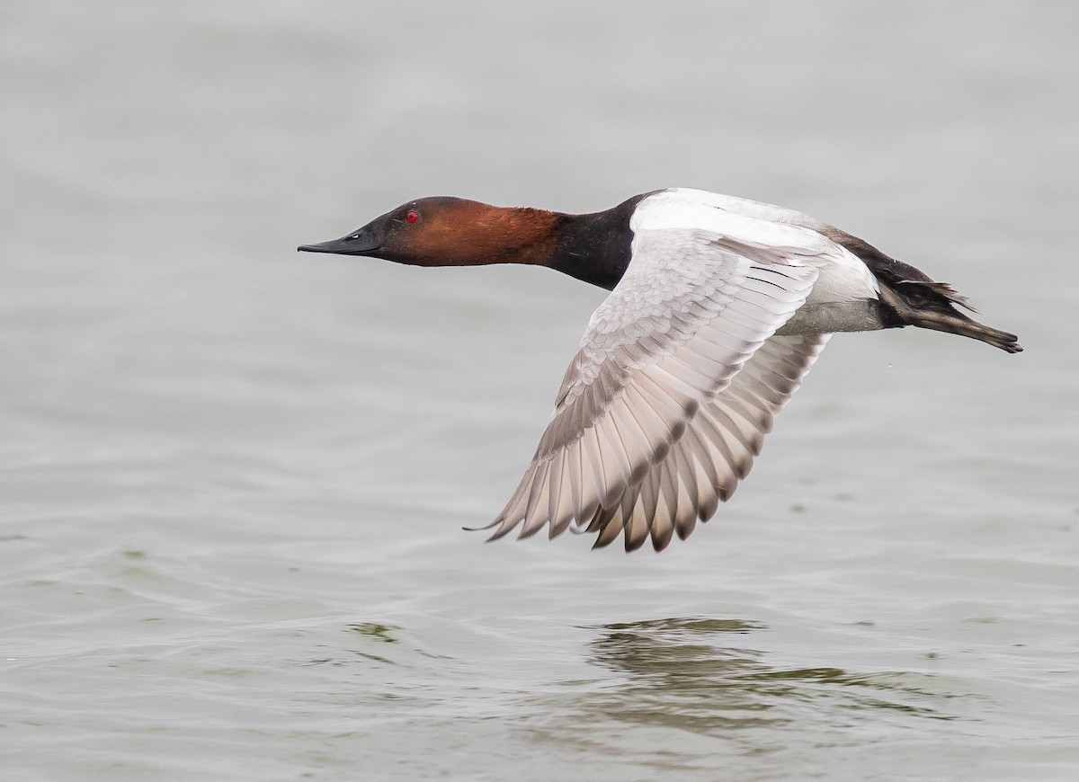 Canvasback - Caroline Lambert