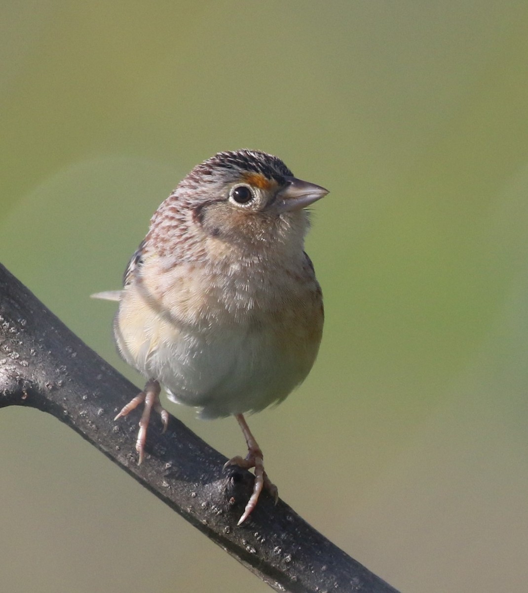 Grasshopper Sparrow - ML157220571